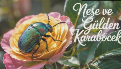 Neşe ve Gülden Karaböcek: Aile Skandalının Hikayesi