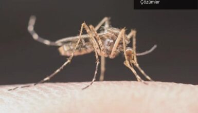 Sivrisineklerden Kurtulma Yolları: Eğlenceli ve Etkili Çözümler