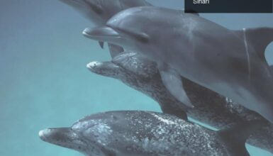 Yunuslar ve Yapay Zeka: DolphinGemma ile İletişim Sırları