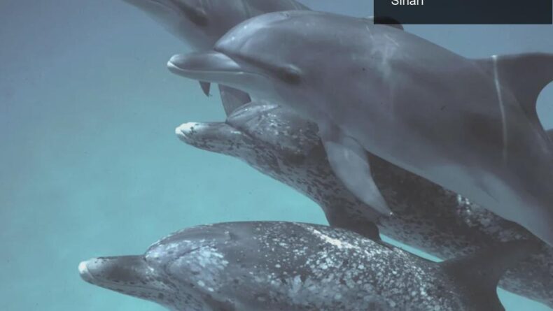 Yunuslar ve Yapay Zeka: DolphinGemma ile İletişim Sırları