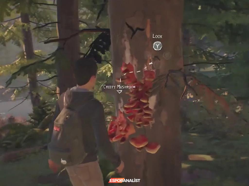 Cordyceps Mantarının Korkutucu Dönüşümü: Last of Us'ın Karanlık Dünyası